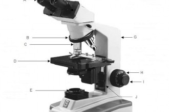 Principles Of Biology Lab Quiz , 5 Parts Of The Microscope Quiz In Cell Category