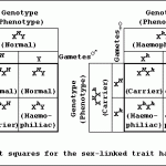 Punnett Squares on Sex linked genes , 7 Hemophilia Punnett Square In Genetics Category