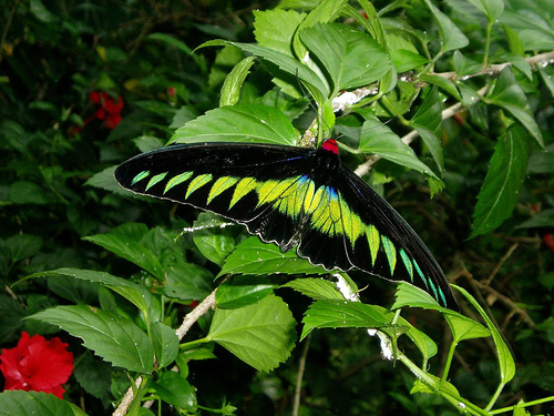 Butterfly , 8 Cairns Birdwing Butterfly Facts : Rajah Brooke's Birdwing