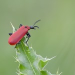 Red Beetle Bug Thing , 5 Red Beetle Bug Pictures In Bug Category