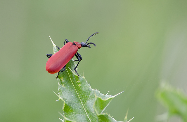 Red Beetle Bug Thing