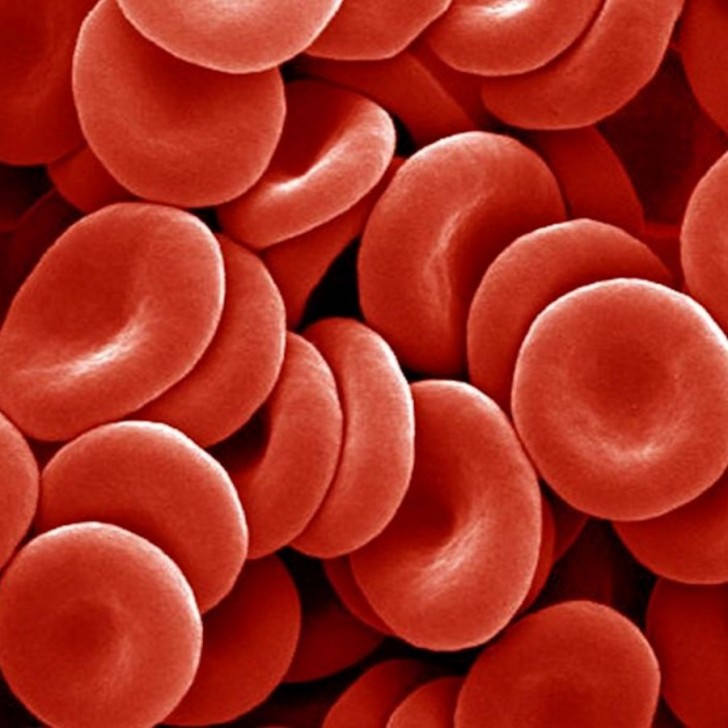 Cell , 7 Pictures Of Red Blood Cells : Red Blood Cells Picture