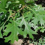 Red Oak Tree Leaf , 6 Oak Tree Leaves In Plants Category