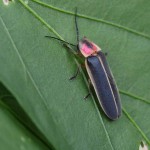 Red headed black beetle , 5 Red Beetle Bug Pictures In Bug Category
