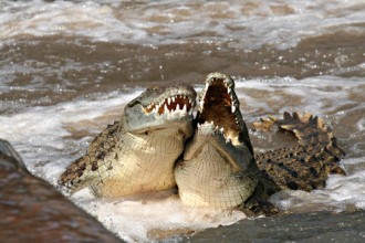 Salt Water Crocodile Facts And Pictures , 6 Saltwater Crocodile Facts In Reptiles Category