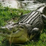 Saltwater crocodile Facts , 6 Saltwater Crocodile Facts In Reptiles Category