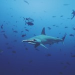 Scalloped Hammerhead Shark , 6 Facts About Hammerhead Sharks In pisces Category