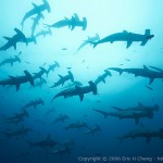 Scalloped Hammerhead Sharks , 6 Hammerhead Sharks Facts In pisces Category