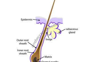 Science Illustrations For Follicle Structure , 8 Structure Hair Follicle Pictures In Organ Category