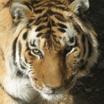 Siberian Tiger , 6 Siberian Tigers Facts In Mammalia Category