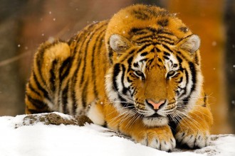 Siberian Tiger Photos , 6 Siberian Tigers Facts In Mammalia Category