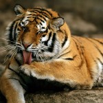 Siberian Tigers Facts and Pictures , 6 Siberian Tigers Facts In Mammalia Category