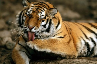 Siberian Tigers Facts and Pictures in Cat