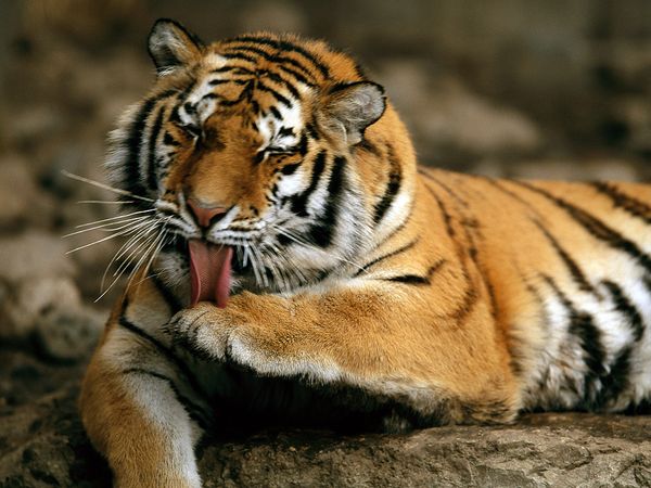 Mammalia , 6 Siberian Tigers Facts : Siberian Tigers Facts And Pictures
