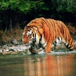 Siberian Tigers Information , 6 Siberian Tigers Facts In Mammalia Category