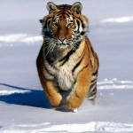 Siberian Tigers Portrait , 6 Siberian Tigers Facts In Mammalia Category