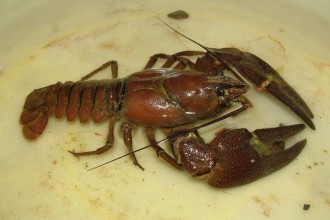 Signal Crayfish in Mammalia