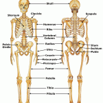 Skeletal System , 6 Skeletal System With Labels In Skeleton Category