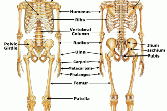 Skeletal System in Primates