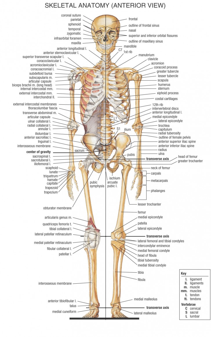 Skeleton , 6 Skeletal System With Labels : Skeletal System Front