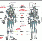 Skeletal System Web Page Assignment , 6 Skeletal System Study Guide In Skeleton Category
