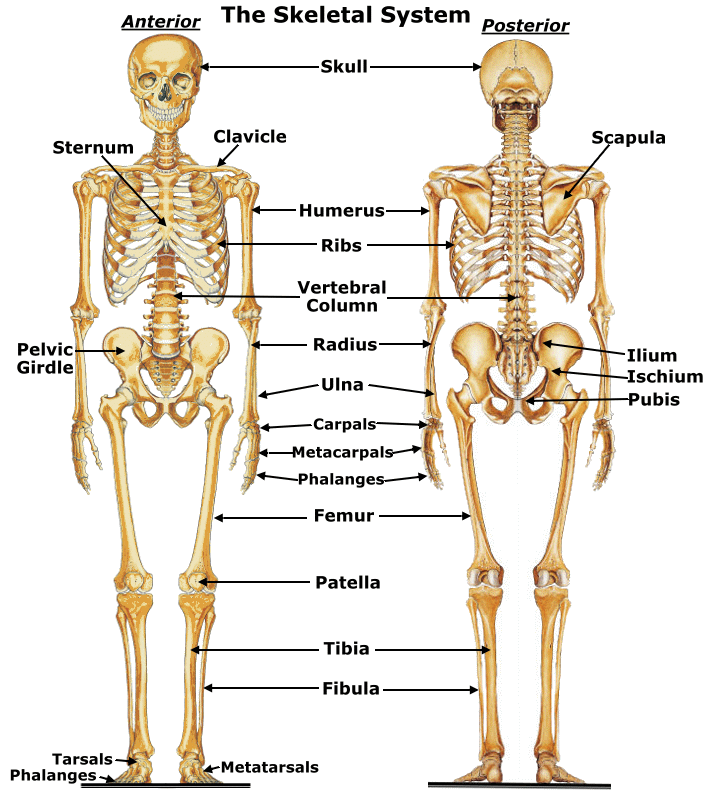 Skeleton , 6 Skeletal System With Labels : Skeletal System