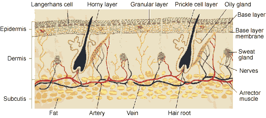 Organ , 6 Diagrams Of Structure And Function Of The Skin : Skin Structure And Function