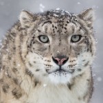 Snow Leopard , 7 Pics Of Snow Leopards In Mammalia Category