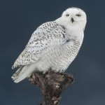 Snowy Owl , 6 Snowy Owl Facts In Birds Category