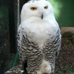 Snowy Owl Facts Picture , 4 Snowy Owl Facts For Kids In Birds Category