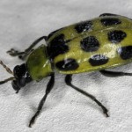 Spotted Cucumber Beetle , 6 Beetle Type Bugs In Bug Category