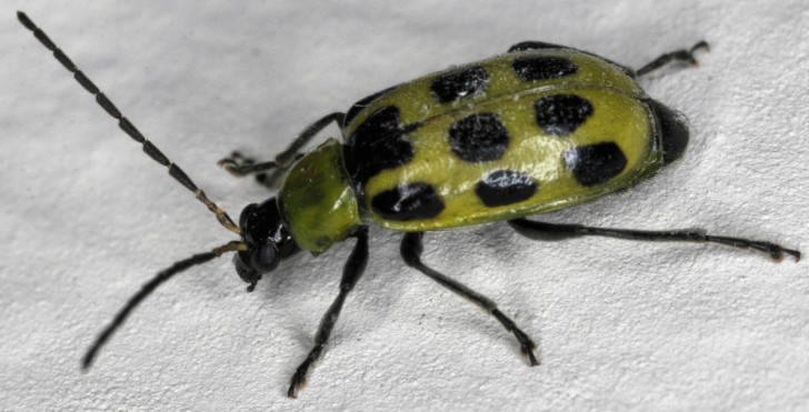 Bug , 6 Beetle Type Bugs : Spotted Cucumber Beetle