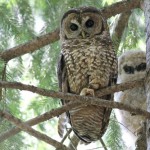 Spotted Owl Facts For Kids , 6 Owl Facts For Kids In Birds Category