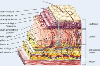 Structure And Function Of The Skin , 6 Diagrams Of Structure And Function Of The Skin In Organ Category