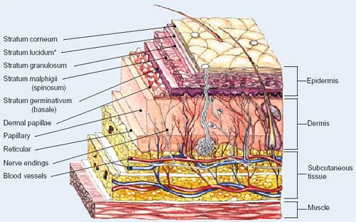 Organ , 6 Diagrams Of Structure And Function Of The Skin : Structure And Function Of The Skin
