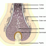 Structure of hair on epidermis , 8 Structure Hair Follicle Pictures In Organ Category