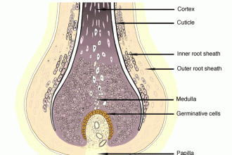 Structure Of Hair On Epidermis , 8 Structure Hair Follicle Pictures In Organ Category