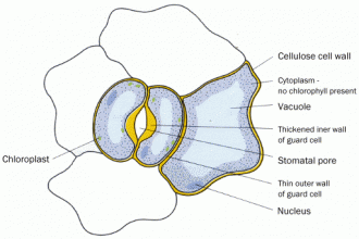 Structure of stomata in Laboratory
