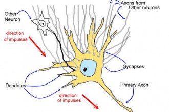 Synapses Neurons Systems , 6 Images Of Brains Synapse Neurons Structures In Brain Category