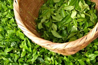 The Adoration Of Tea , 5 Tea Bag Vs Loose Leaf In Plants Category