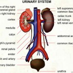 The Anatomy Of The Urinary System , 5 Urinary System Pictures In Organ Category