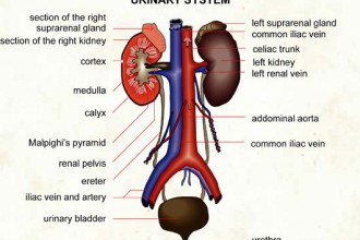 The Anatomy Of The Urinary System , 5 Urinary System Pictures In Organ Category