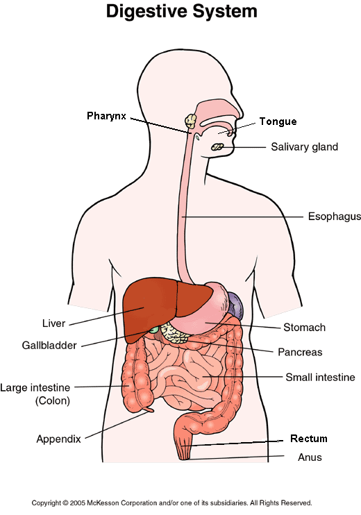 The Digestive System with labels , 7 Label The Parts Of The Digestive System In Organ Category