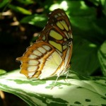 The Malachite Butterfly , 7 Malachite Butterfly Facts In Butterfly Category