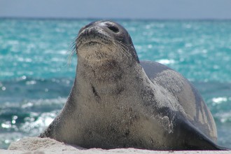 The Monk Seal Population , 5 Hawaiian Monk Seal Facts In Mammalia Category