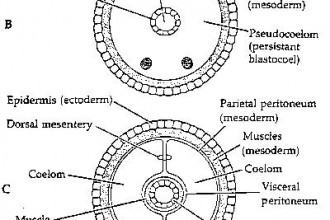The Nematode Body Plan , 8 Images Of Three Types Of Invertebrates Body Cavities In Invertebrates Category