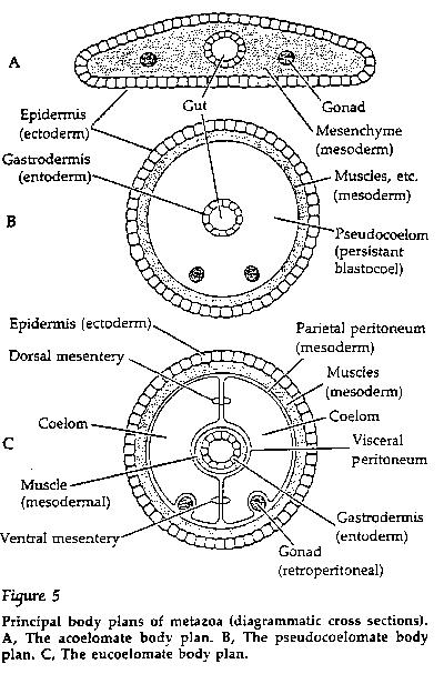 Invertebrates , 8 Images Of Three Types Of Invertebrates Body Cavities : The Nematode Body Plan