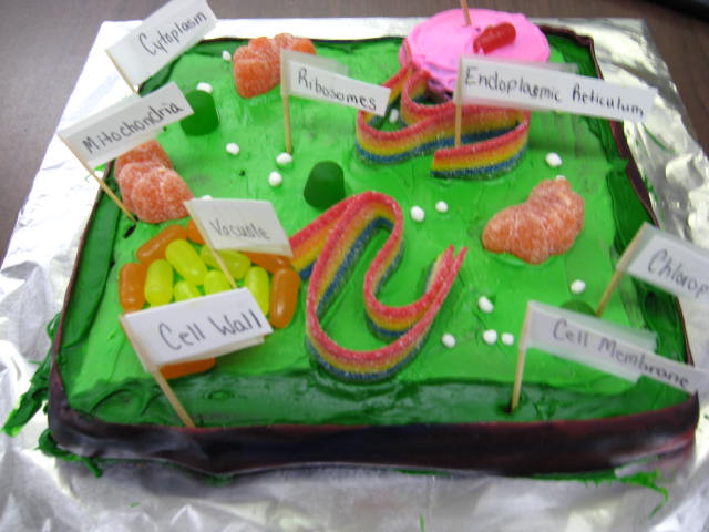 Cell , 5 Edible Plant Cell Project Ideas : The Plant Cell