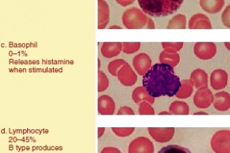 The Five Types Of White Blood Cells , 5 Types Of White Blood Cells Pictures In Cell Category