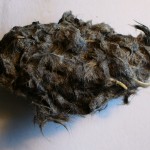The owl pellet , 6 Pictures Of Owl Pellet In Birds Category